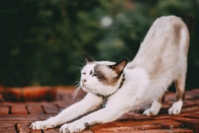 Na imagem, gato se alongando, promovendo os benefícios do alongamento